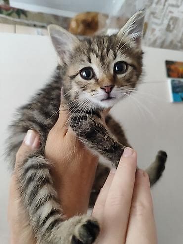 котёнок в добрые руки: Котёнок тигрового окраса - Полосатый короткошёрстный котёнок с белой — 3