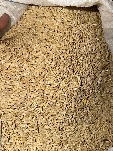 курица каракол: Урук Арпа сатылат тазаланган 10 тонна 
Тел 
Баас 32 с за кг — 2