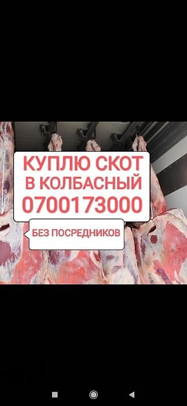 Жеке жак, Колбаса цехи : Уйлар, букалар, Жылкылар, аттар, Башка а/ч жаныбарлары, | Күнү-түнү, Бардык шартта, Союлган