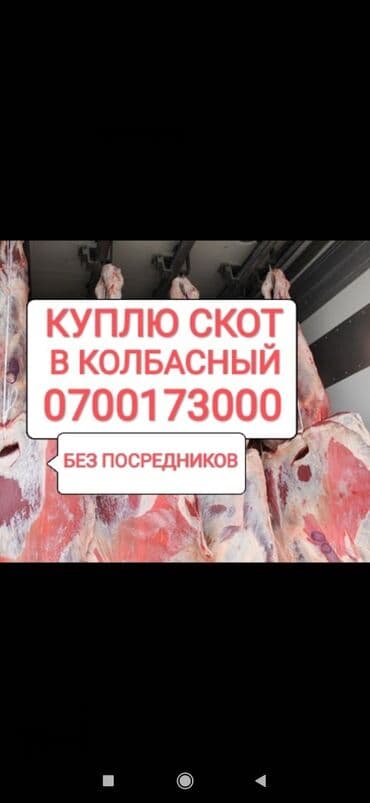 купить экзотических животных: Куплю | Коровы, быки, Лошади, кони, Другие с/х животные | Круглосуточно, Любое состояние, Забитый — 1