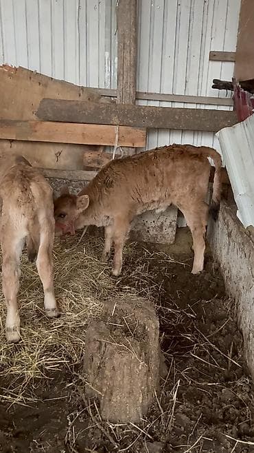 Башка жаныбарлар: Сатам | Бука (эркек), Кунаажын | Сүт алуу үчүн — 3