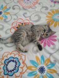 отдам даром вислоухого котенка: 3 айлык, Ургаачы, Курттардан тазаланган — 1