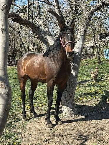 матки пчел: Продаю | Жеребец | Рабочий — 2