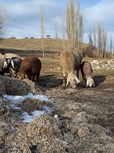 ягненок гисар: Продаю | Овца (самка) | Для разведения | Матка — 4
