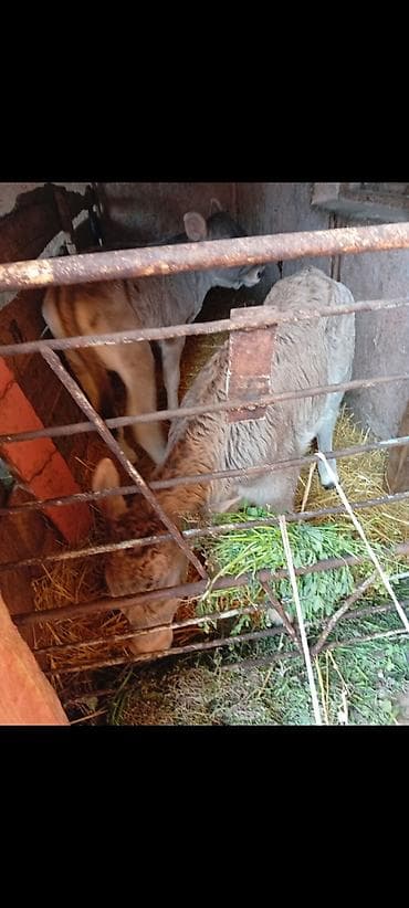 ангус бычок: Продаю | Бык (самец), Тёлка — 2