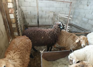 зоомагазин бишкек с животными: Продаю | Овца (самка), Баран (самец) | Полукровка, Меринос, Эдильбаевская | На забой, Для разведения, Для шерсти | Племенные, Котные, Осеменитель — 1