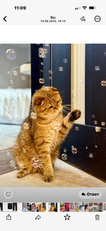 сибирская вислоухая кошка: Скотиш Фолд (Шотландская вислоухая), 2 года, Мальчик, Рыжий, С документами — 1