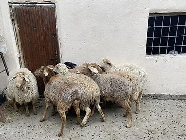 ечки кой: Продаю | Овца (самка) | Полукровка | На забой, Для разведения, Для шерсти | Ярка — 6