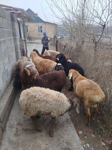 декоративные кролик: Продаю | Баран (самец) | Полукровка | Для разведения | Осеменитель — 4