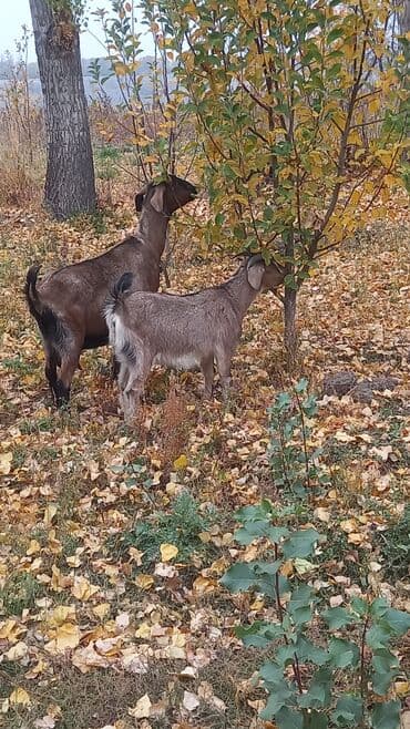 продаю дойную козу: Продаю | Коза (самка), Козлёнок | Битал | Для молока | Племенные — 2