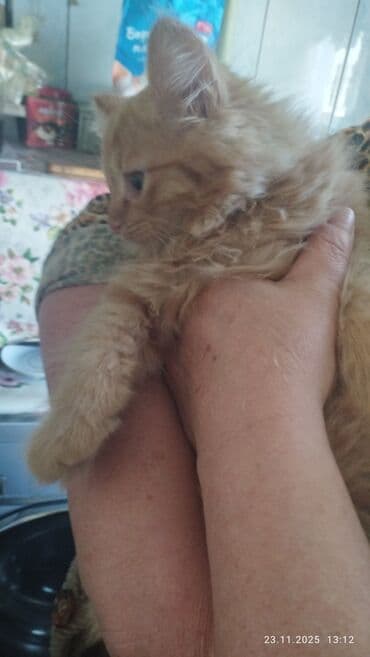 кошка вязка: Сибирская, 2 месяца, Мальчик, Рыжий, Приучена к лотку — 3