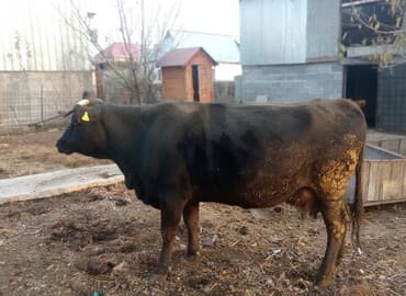 французский бульдог купить бишкек: Продаю | Корова (самка), Тёлка, Музоо, торпок | Полукровка | На откорм, На забой, Для разведения | Искусственник — 1