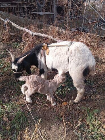 собаку в добрые руки: Продаю | Коза (самка) | Для разведения — 1