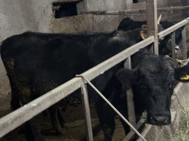 коровы молочной породы купить: Продаю | Бык (самец) | Для разведения | Привязанные — 6