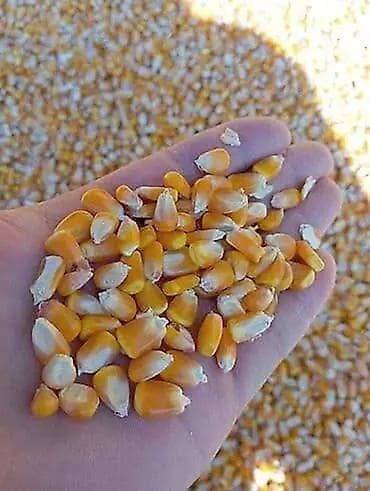 кел кел: Продаю кукурузу сухую,рушеную самовывоз — 3