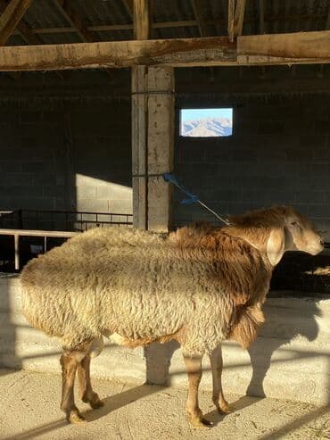 Продаю | Баран (самец) | Арашан | Для разведения