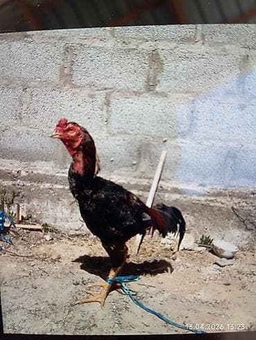 Продаю | Петух | Бойцовая | Для разведения — 2