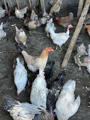Продаю | Куры, Петух, Инкубационные яйца | Полубрама, Домашняя | На забой, Для разведения, Несушки