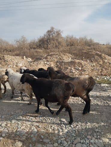 купит французского бульдога: Продаю | Овца (самка) | Для разведения — 7