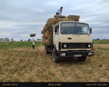 дом для котов: МАЗ продажу или менаяу — 2