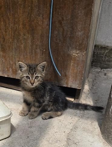 Мышыктар: Отдам котят в добрые руки, 2 девочки 2мальчика. ходят в лоток — 5