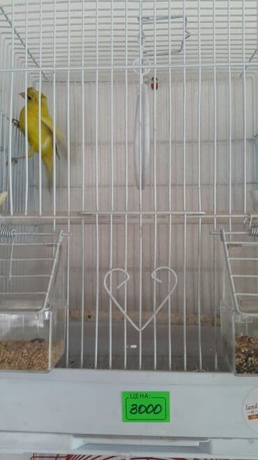 зеленый волнистый попугай: Канарейки очень неприхотливы, живут и поют по 15 лет, способны — 6