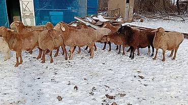 восточно эвропейская овчарка: Продаю | Овца (самка), Баран (самец) | Арашан — 4