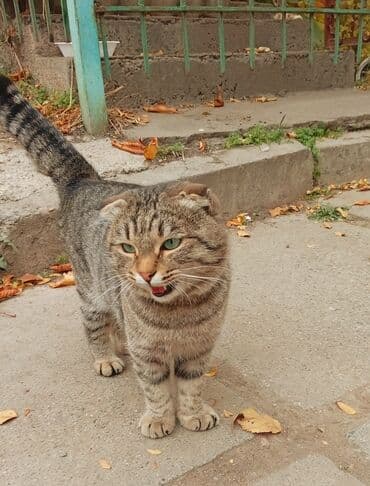 животные котенок: Скотиш Фолд (Шотландская вислоухая), 2 года, Мальчик, Метис — 1