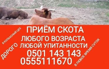 купить измельчитель травы и сена: Куплю | Коровы, быки, Лошади, кони, Другие с/х животные | Круглосуточно, Любое состояние, Забитый — 1