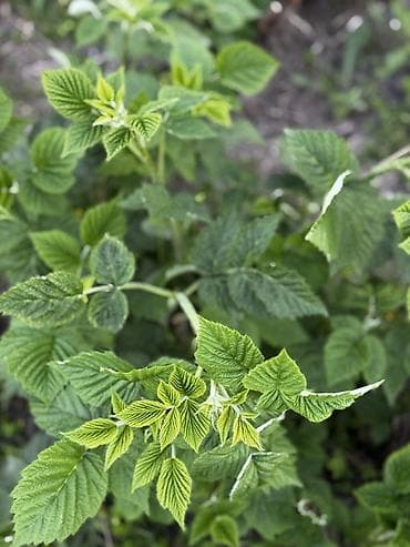 с садовое: 🍓 РЕМОНТАНТ МАЛИНА САТЫЛАТ 🍓 Июлдан баштап кар түшкөнгө чейин — 6