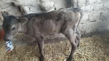 коровы симентал: Продаю | Тёлка | Полукровка | На откорм — 10