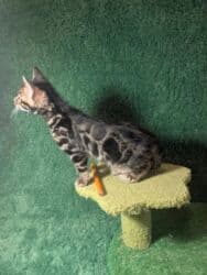 мейн кун бишкек 😺 питомник lyubushka 🐈 купить котенка 🐾 цена фото: Бенгальская, 1 месяц, Мальчик, Приучена к лотку, Проглистована, С документами — 30