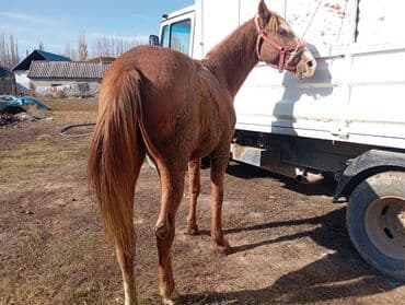 Продаю | Конь (самец) | Рабочий