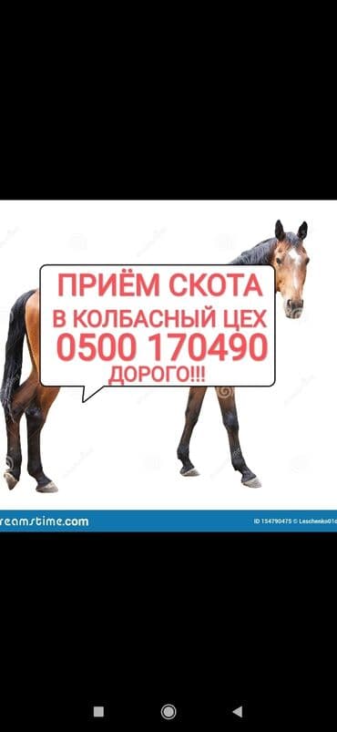 Куплю | Коровы, быки, Лошади, кони, Другие с/х животные | Круглосуточно, Любое состояние, Забитый at lalafo.kg Куплю | Коровы, быки, Лошади, кони, Другие с/х животные | Круглосуточно, Любое состояние, Забитый