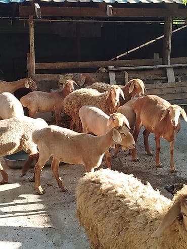 грызуны домашние: Продаю | Овца (самка) | Для разведения | Племенные — 8