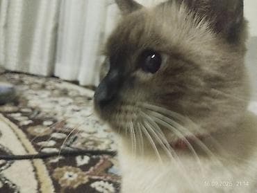 bb kitty бишкек: Сиам, 3 жаш, Эркек, Лотокко барууга үйрөтүлгөн — 3