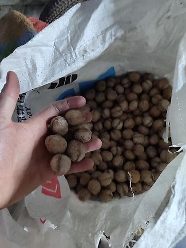 Фрукты: Орехи — 1