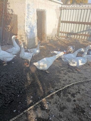 срочно продаю в связи с переездом: Домашние гуси на подворье - Породы: преимущественно белые тяжелые — 1
