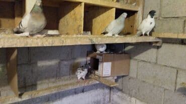 корм для птенцов волнистых попугаев: Продаются голуби: Голубка ореховая такла, бакинцы, узбекские. Цены — 6