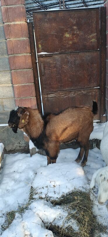 сколько стоит ротвейлер щенок: Продаю | Козёл (самец) | Полукровка | Для разведения | Племенные — 4