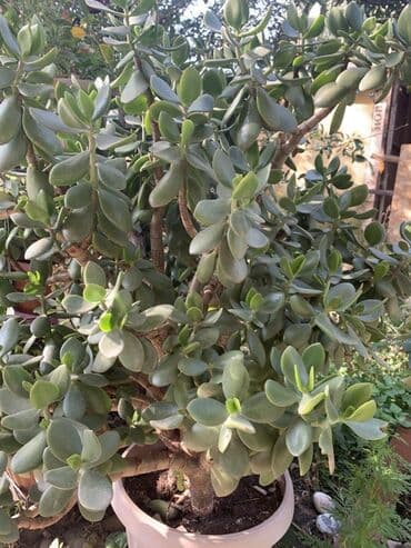 оптом овощи и фрукты: Комнатные растения в горшках
Дешево — 9