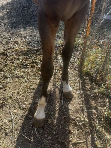 племенные коровы молочные купить: Продаю | Жеребенок — 9