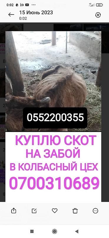 Куплю | Коровы, быки, Лошади, кони | Круглосуточно, Любое состояние, Забитый at lalafo.kg Куплю | Коровы, быки, Лошади, кони | Круглосуточно, Любое состояние, Забитый