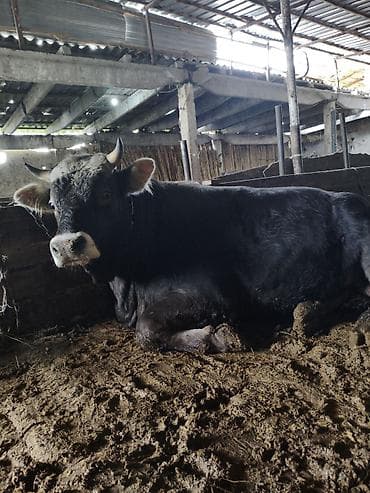 уй сотилади ош: Продаю | Бык (самец) — 6