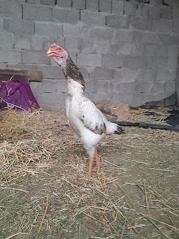 кызыл октябрь: Сатам | Инкубацияланган жумурткалар | Дакан — 3