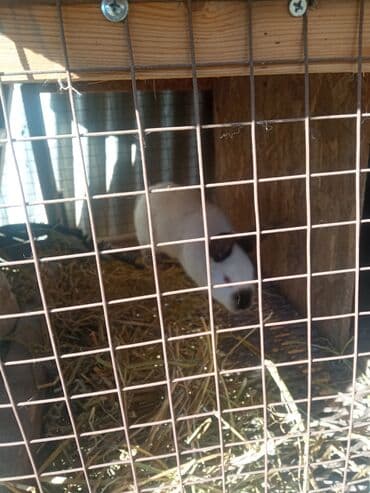дом попугая: Продаю | Крольчата | Для разведения — 1