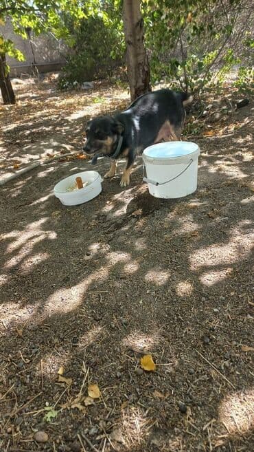 куплю вольер для собаки: Собака даром: Дворняжка, 3 месяца, Самка — 5