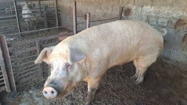 купить мясо свинина: Сатам | Каман (эркек) | Дюрок | Көбөйтүү үчүн | Асыл тукумдуу — 2