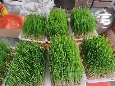 Сүт азыктары жана жумурткалар: Проростки пшеницы в лотках - Готовые густые заросли молодых побегов — 2