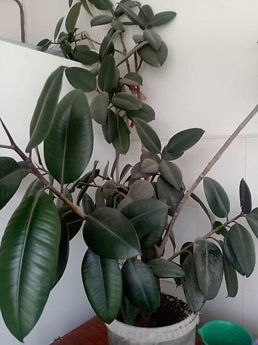 Фикусы: Фикус каучуконосный (Ficus elastica), очень большой и пышный. Высота — 1